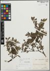 Foto von Salix alpina Scop. x Salix breviserrata Flod.